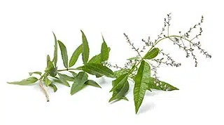 Verveine