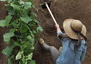 utiliser une binette pour le jardinage