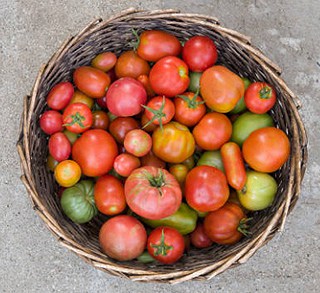 La conservation des tomates