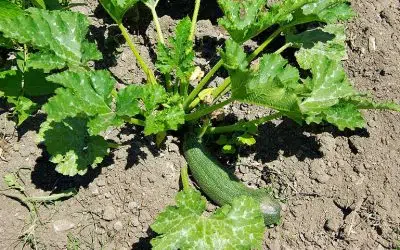 Comment pincer les courgettes