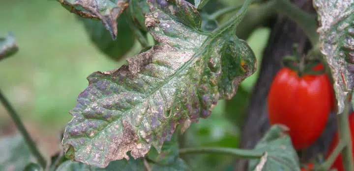 mildiou sur un plant de tomates