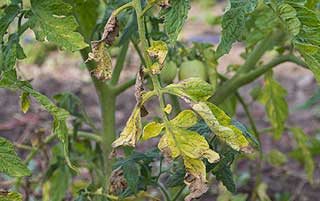 éliminer le mildiou sur les tomates