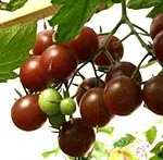 Tomate Black Cherry