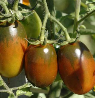 Tomate prune noire