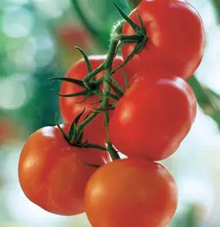 Tomate Premio F1