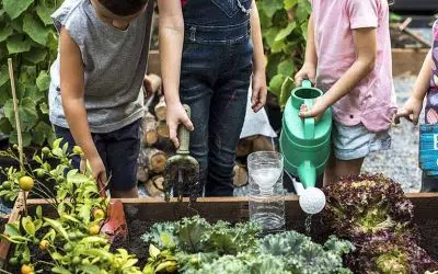 conseil arrosage du potager