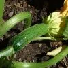 Quels légumes planter à côté des courgettes ?