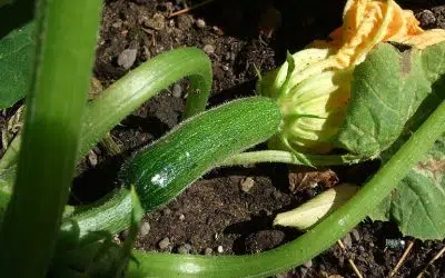 Quels légumes planter à côté des courgettes ?