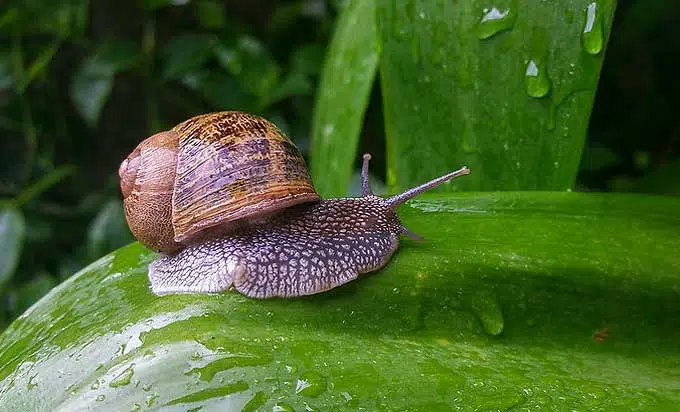 escargot au potager