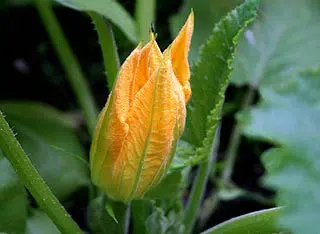 Fleur de courgette