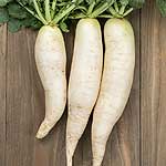 radis blanc