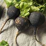 radis noir
