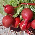 radis rouge