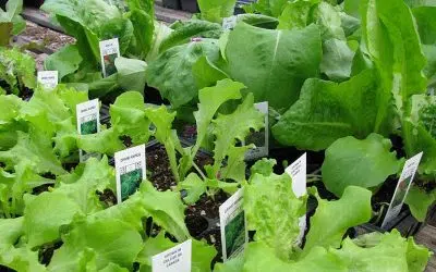 cultiver des salades d’automne et d’hiver