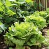 avoir de bonnes salades