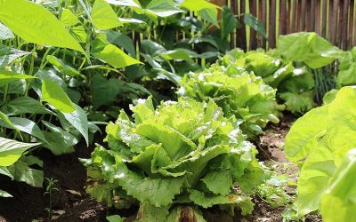 avoir de bonnes salades