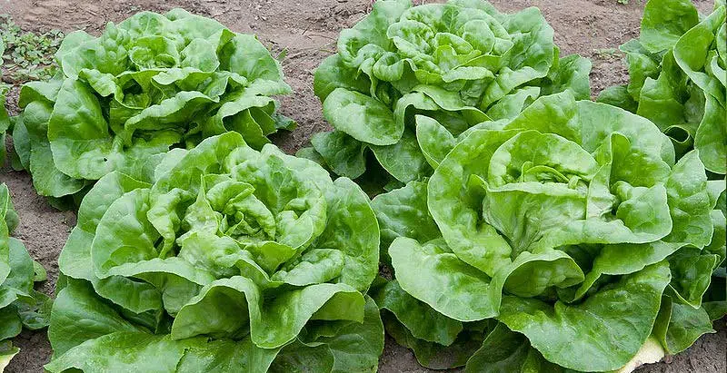 salades d’automne