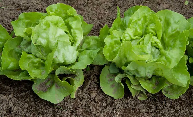 avoir de bonnes salades