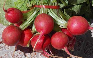 Le radis est un légume-racine