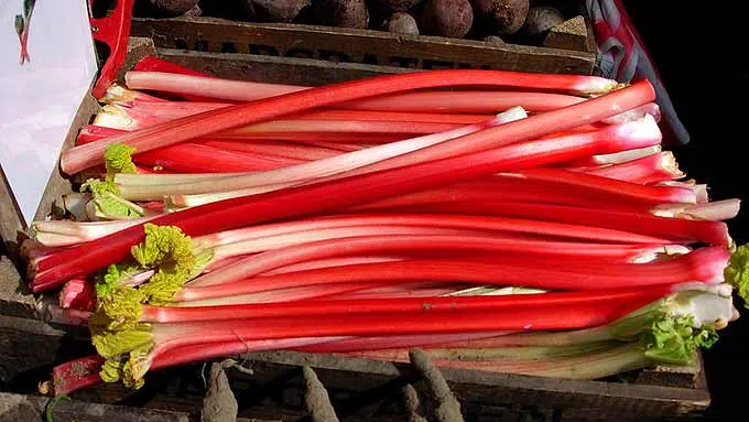 rhubarbe