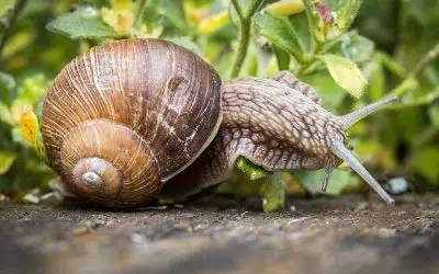 se débarrasser des limaces et escargots