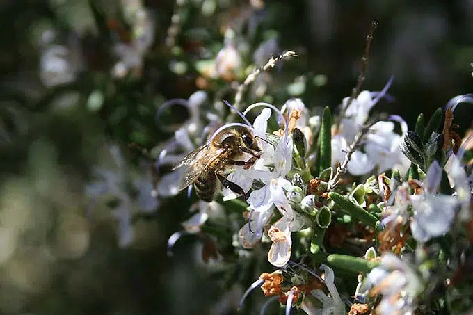 abeille sur du romarin