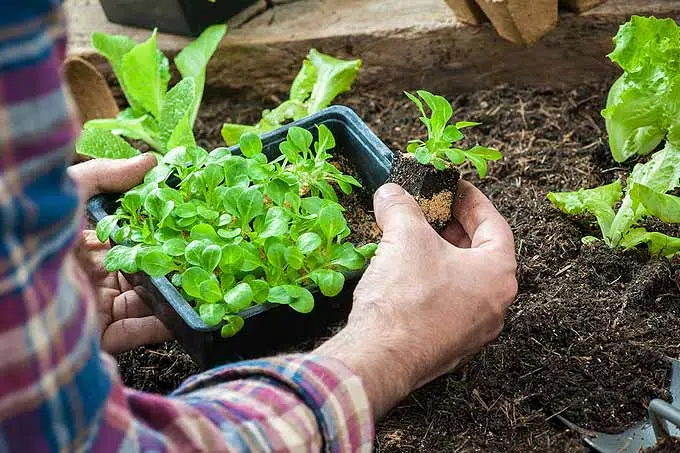 association des légumes