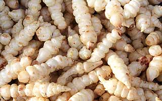 crosnes du Japon