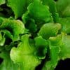 planter salade d'été