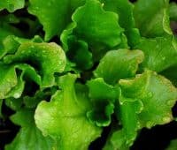 planter salade d'été