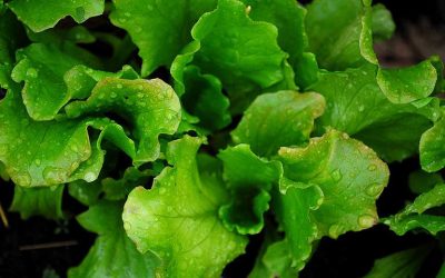 planter salade d'été