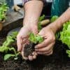 associer les légumes du potager