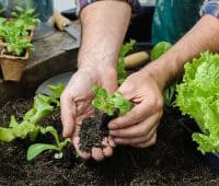 associer les légumes du potager