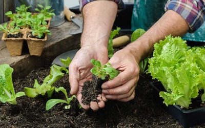 associer les légumes du potager