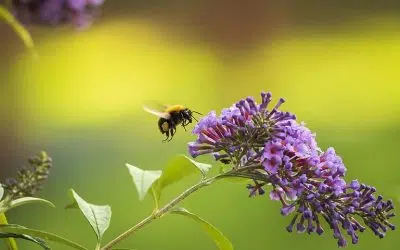 Choisir ses fleurs pour le potager