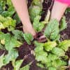 Éclaircissage des légumes