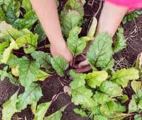 Éclaircissage des légumes