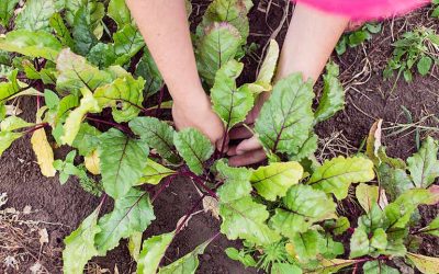 Éclaircissage des légumes