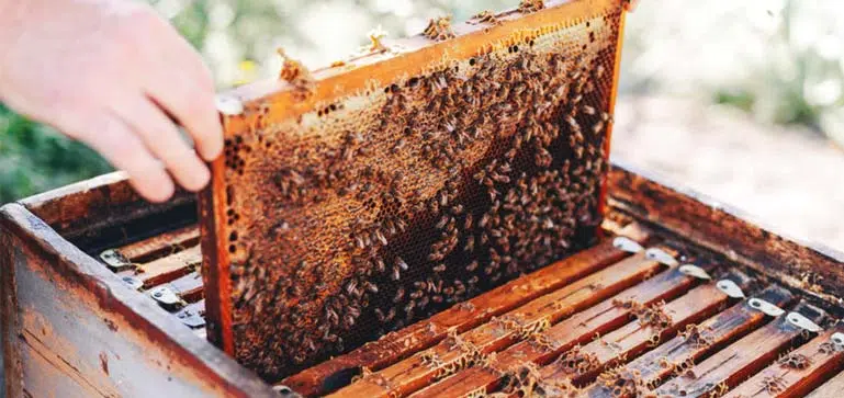 Installation d'une ruche dans le jardin