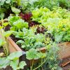 légume facile à cultiver