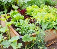 légume facile à cultiver