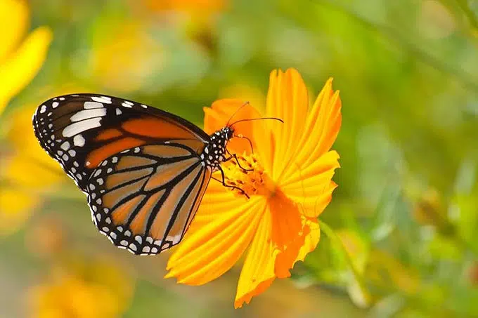 papillon se pose sur une fleur
