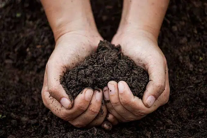 utilité du terreau au potager