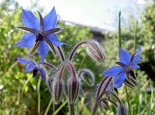 Bourrache au potager