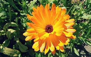 Le calendula