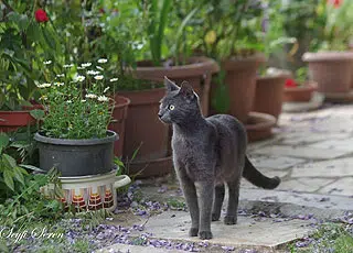 Chat qui visite le jardin