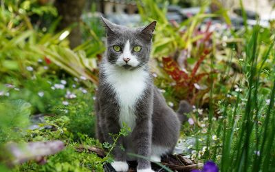 Comment repousser les chats du jardin ?