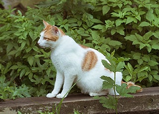 Chat attiré par le jardin potager