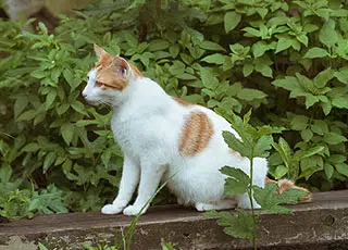 Chat attiré par le jardin potager