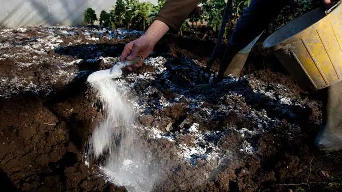 utiliser de la chaux dans son potager